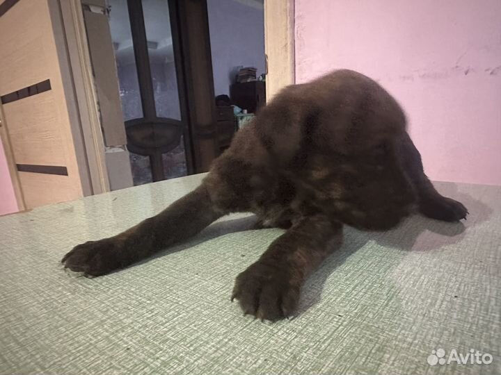 Собака,щенки