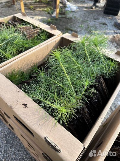 Оптовая поставка сеянцев сосны зкс