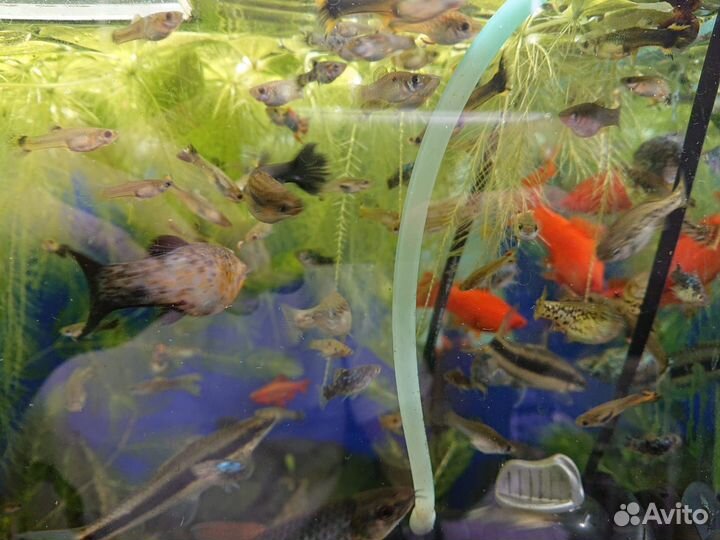 Рыбки аквариумные