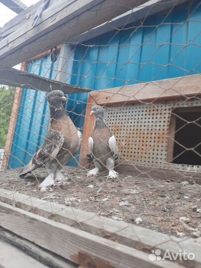 Голуби турецкая такла