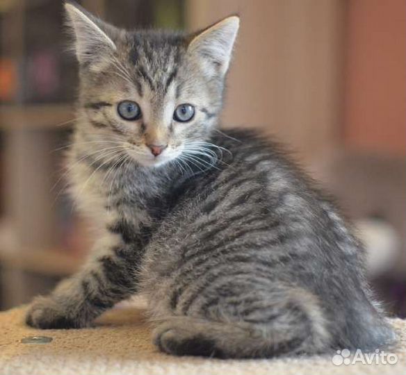 Девочки полосатики в поисках дома