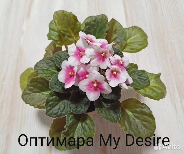 Сортовые фиалки