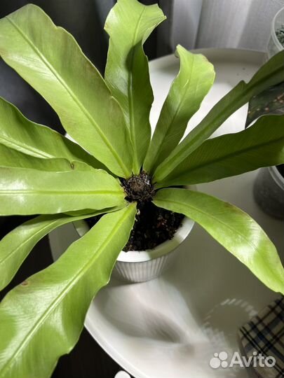 Папоротник асплениум