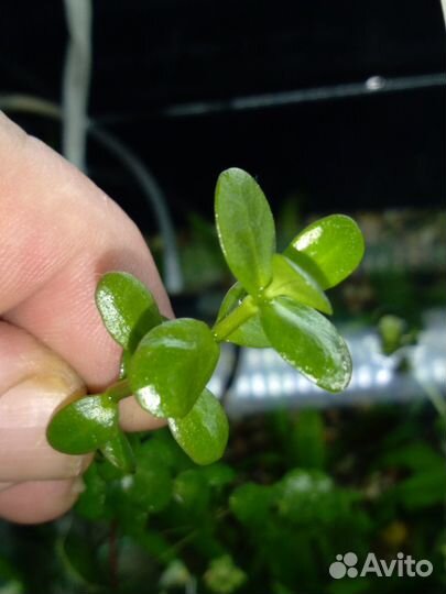 Аквариумная Бакопа монье, криптокорина