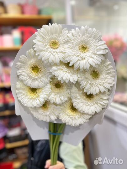 Цветы Герберы