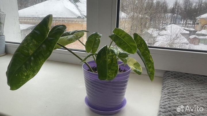 Филодендрон бурле маркс вариегатный