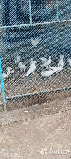 Голуби бойные