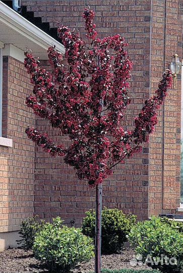 Яблоня Роялти декоративная 3 летка окс