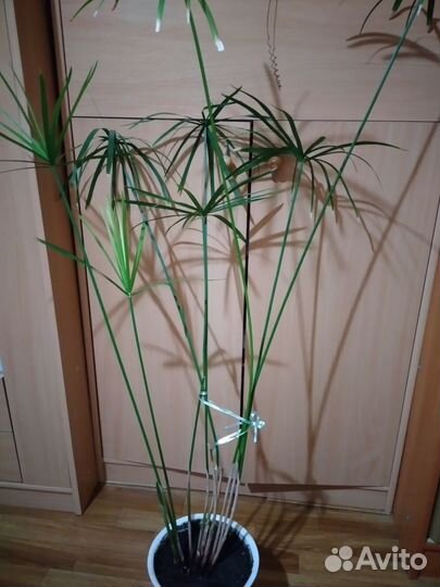 Пальма циперус