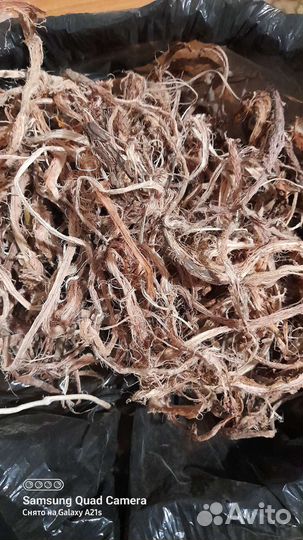 Красный корень