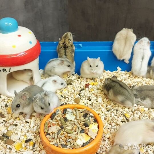 Джунгарские хомячки малыши