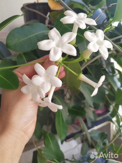 Жасмин стефанотис