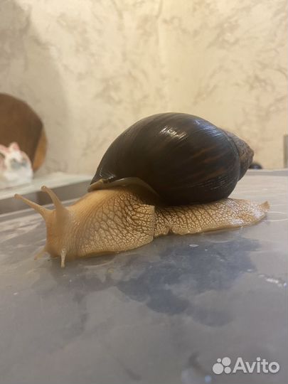 Улитка ахатина