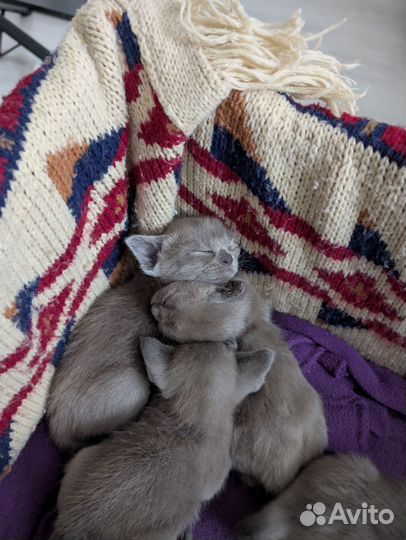 Бурманские котята