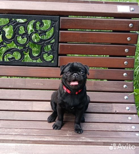 Щенки мопса