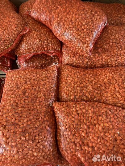 Лук севок для посадки весной сорт геркулес