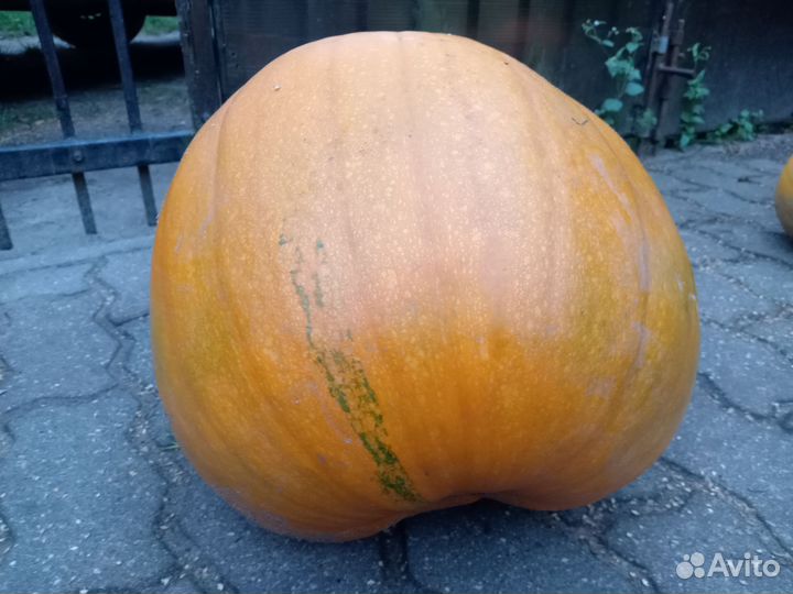 Тыква декоративная