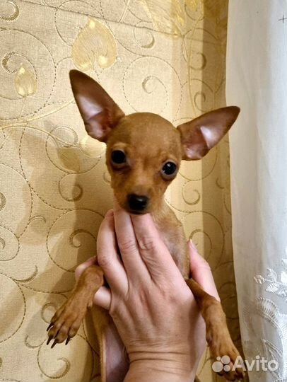 Мальчик русский той-терьер