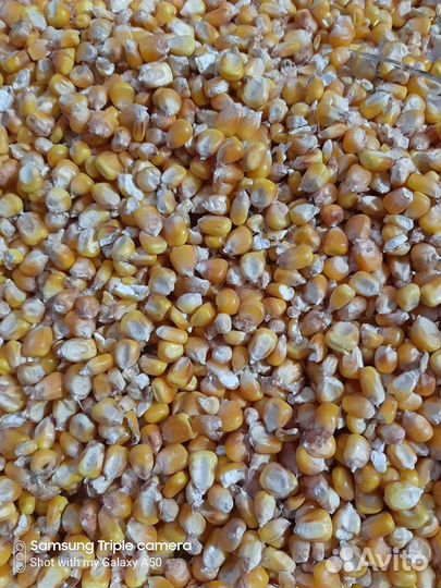 Зерно пшеница ячмень семечка кукуруза