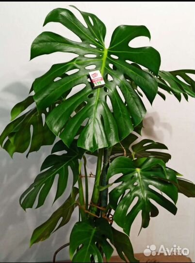 Монстера деликатесная