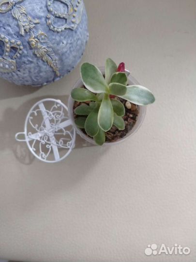 Суккуленты