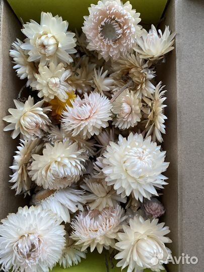 Гелихризум, сухоцвет