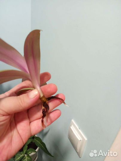 Рэо(sitara gold) жёлтый