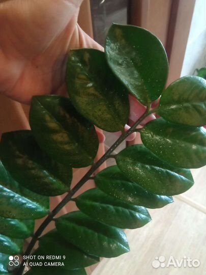 Замиокулькас 3 ветки