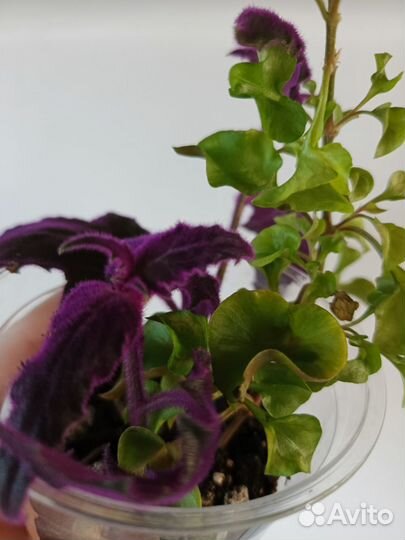 Комнатные цветы