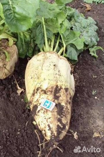 Семена свеклы Лада