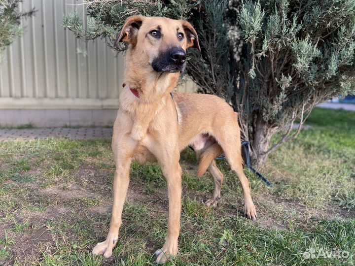 Басик в добрые руки