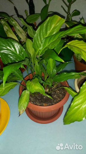 Комнатные цветы