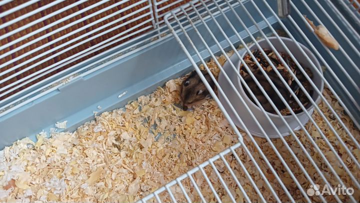 Отдам джунгариков 2 штучки в добрые руки