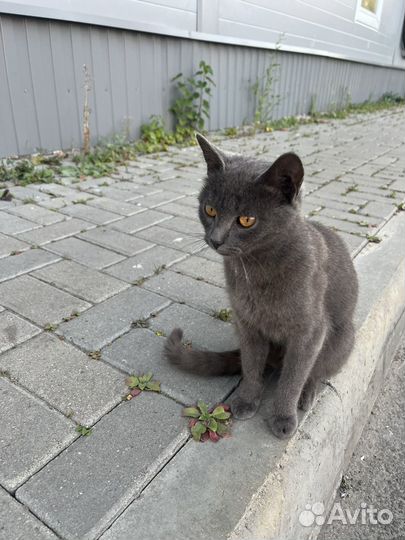 Котята русская голубая в добрые руки