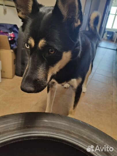 Yokohama Ice Guard IG65 275/50 R20 113T