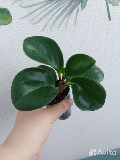 Пеперомия туполистная