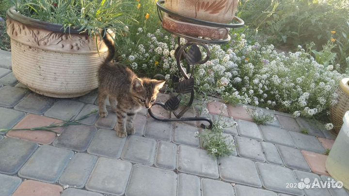 Отдам бесплатно