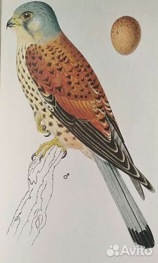 Книга о птицах