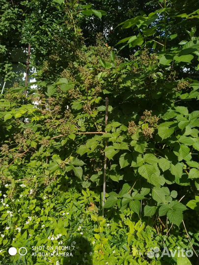 Кусты ежевики