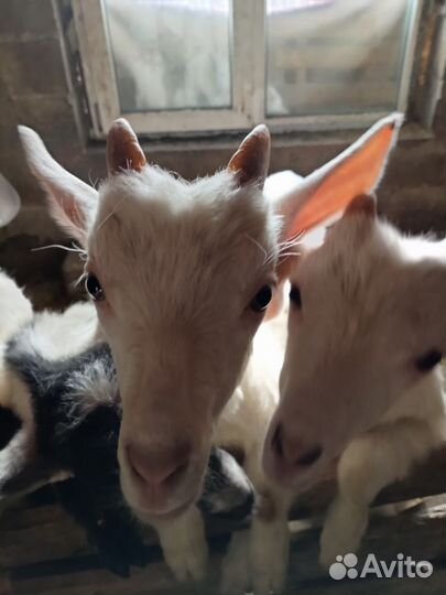 Козы и козлята продажа