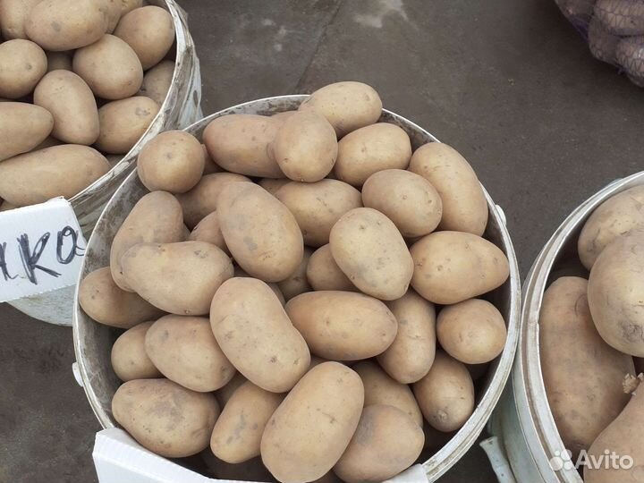 Картофель едовая