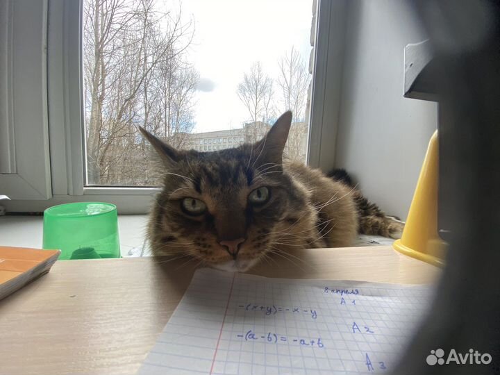 Передержка котов на момент вашего отъезда