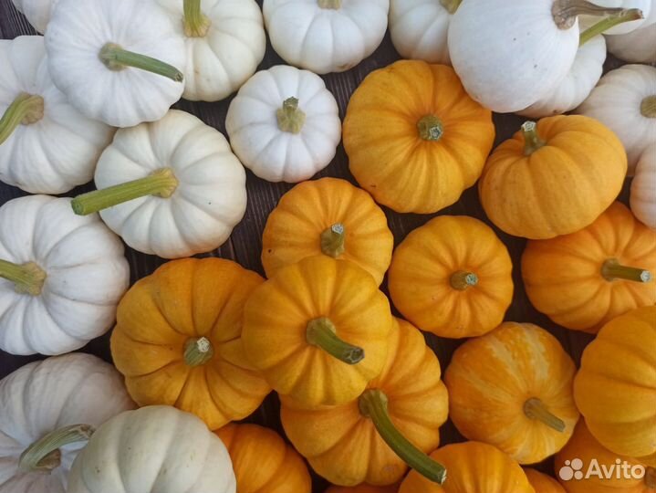 Тыква декоративная осенний декор для дома