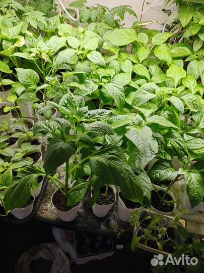 Белые карликовые бархатцы Вайтголд мини