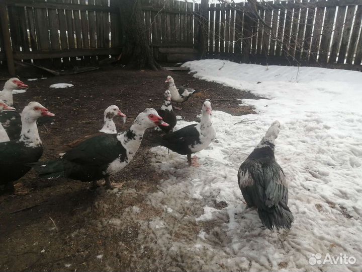 Мускусные утки