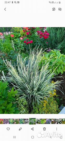 Овсяница,райграс, очитки и др. Многолетники