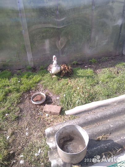 Индоутка с утятами