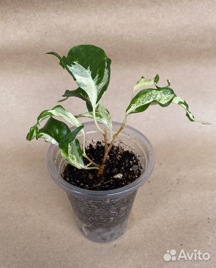 Фикусы сортовые