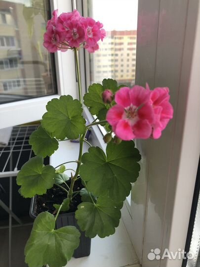 Королевская пеларгония (герань)