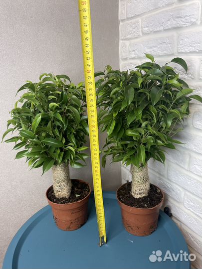 Фикус бенджамина комнатные цветы